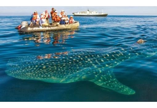 Ver enormes animales pululando por las prístinas aguas